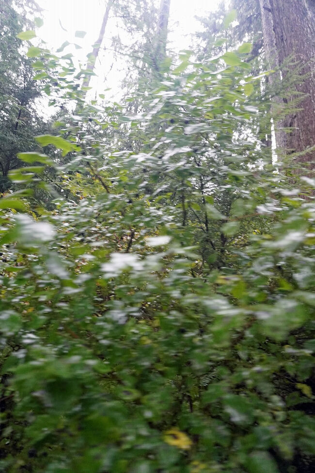 その間に黒い実をつけているのは車輪梅（シャリンバイ）のようですが、スピードが速くて確認できません。