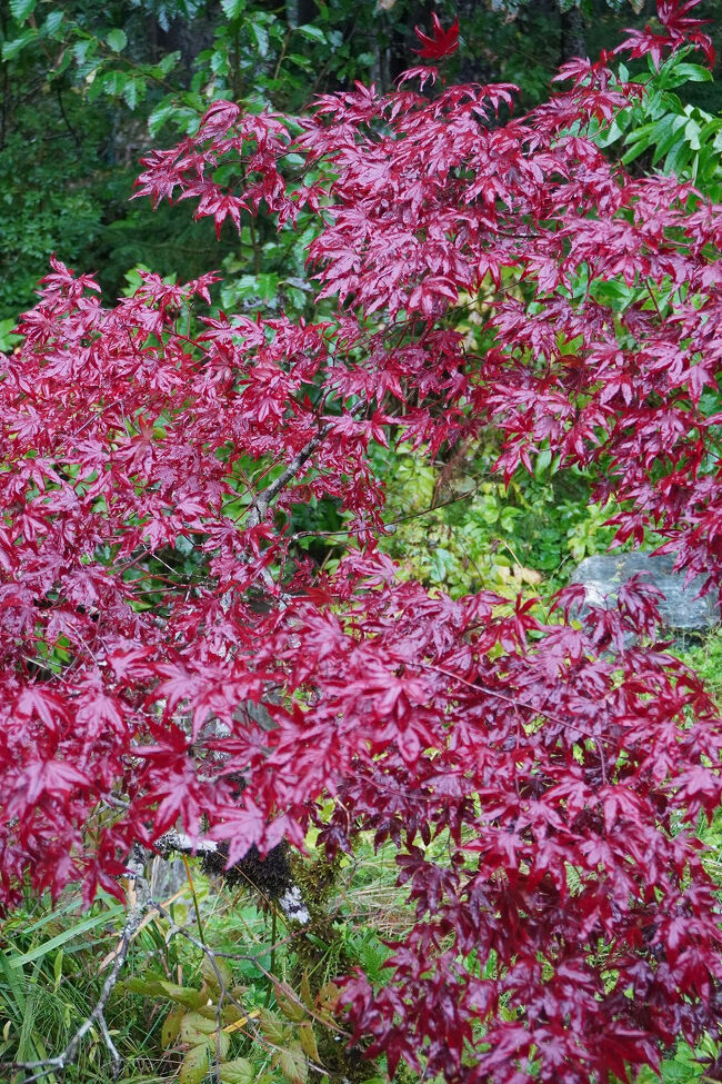ようやくスタート地点まで戻ってきました。日本のイロハモミジのような木も多いようです。カナダの国旗のようなメープルではないようですが、ここはアメリカのアラスカ州ですね。一青窈の「いろはもみじ」はいい曲ですね。<br />https://www.youtube.com/watch?v=X04ASrN_5U4&amp;list=RDX04ASrN_5U4&amp;start_radio=1