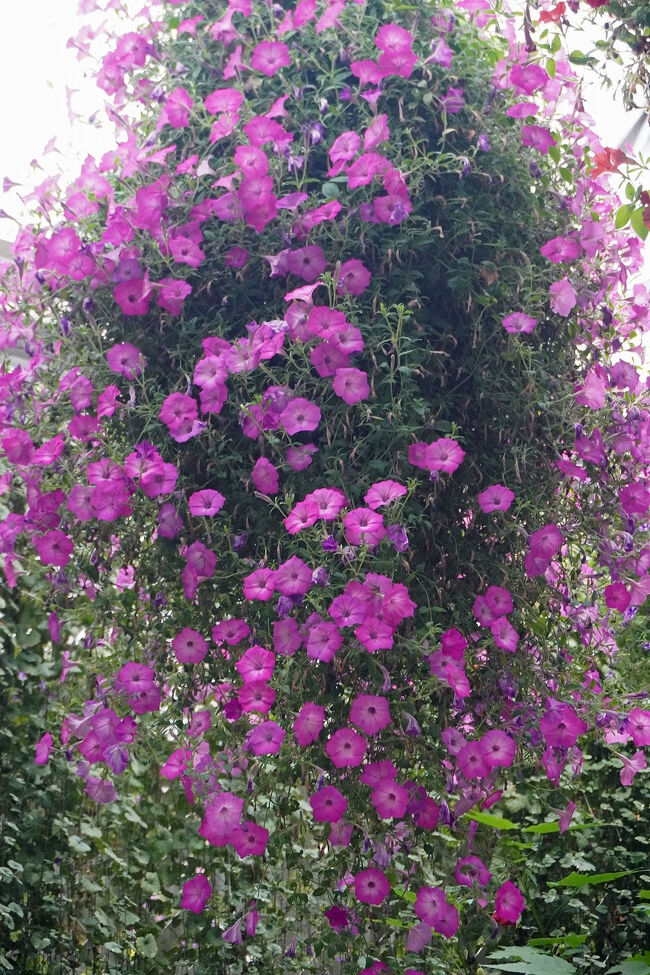 バードショーではフクロウやミミズクが頭上を音もなく滑空していくのがカッコよかったことも思い出します。