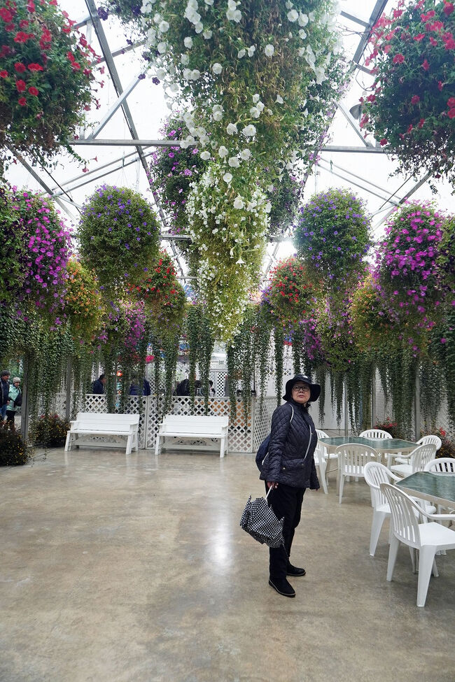 その時のことを妻はあまり覚えていないようです。いい歳になった娘が結婚もせずに東京の会社も辞め、これで実家に戻ってきて自分たちの面倒をめてくれると思っていた義父は、急に結婚しますと言った娘に「この裏切り者！」と笑いながら言い放っていました。