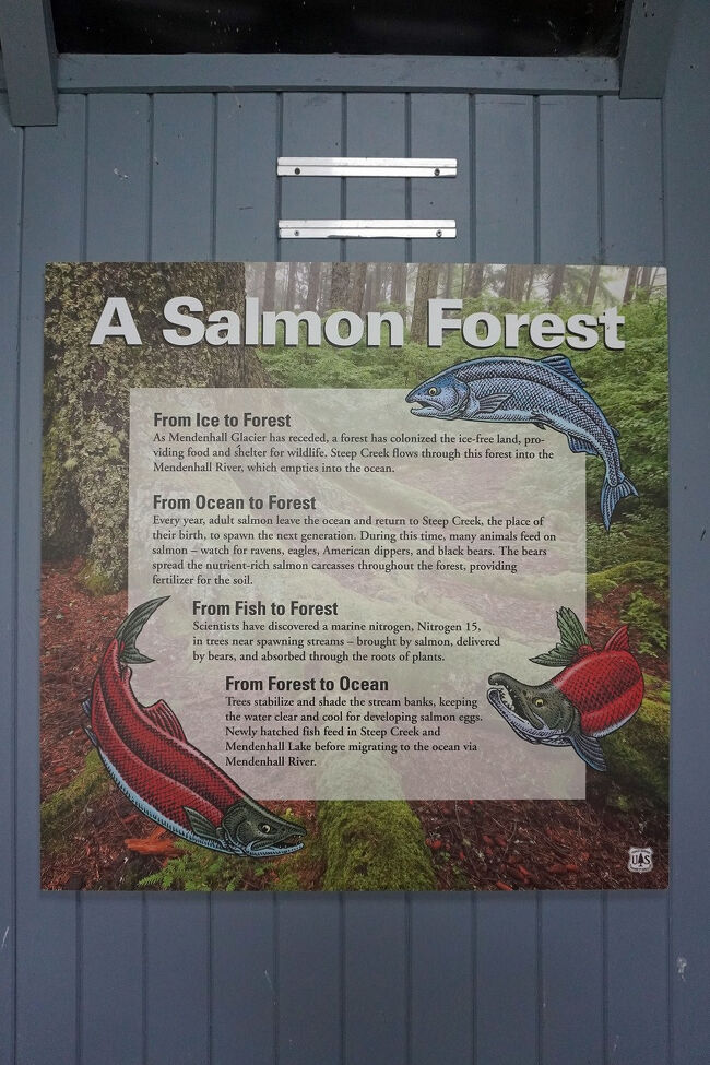 「サーモンの森」メンデンホール川には毎年サーモンの成魚が戻り、次の世代への産卵を行います。遡上するサーモンはワタリガラス、ワシ、アメリカカワガラス、アメリカクロクマの餌になります。クマは栄養豊富なサーモンの死骸を森の中にまき散らして、それらは肥料になります。
