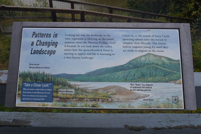 氷河の西側は元々モレーン（Moraine）と呼ばれる堆積物の不毛な土地だったそうですが、トウヒやツガの森が形成されつつあるようです。この辺りの自然が微妙なバランスの上に成り立っているのだと感じます。