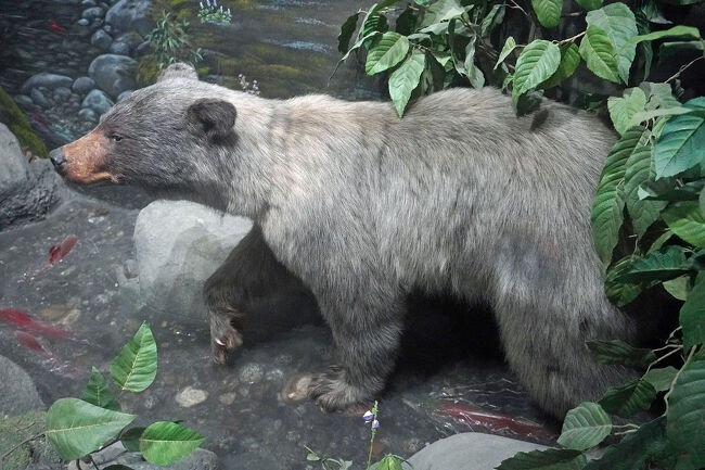 この辺りに生息するアメリカクロクマの剥製標本もあります。