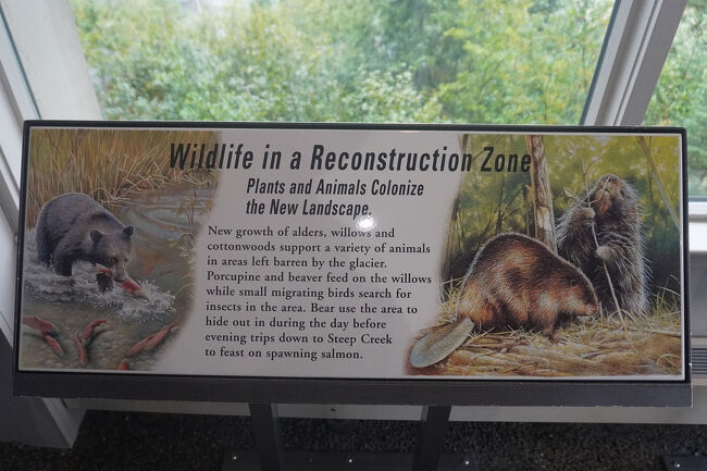 後退した氷河によって出来た不毛の地域ではハンノキ、ヤナギ、ハコヤナギなどの新芽が様々な動物の生活を支えています。ヤマアラシやビーバーはヤナギを食べ、小さな渡り鳥は昆虫を探し、クマはこの地域に隠れ、夕方になるとクリークへ下りてサーモンを捕食します。