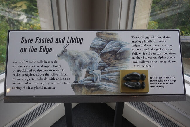 周辺に生息するアンテロープ科のシロイワヤギについての展示では急な岩肌を上り下りできるように滑り止めの硬い外殻とスポンジのような内側になっていると知りました。