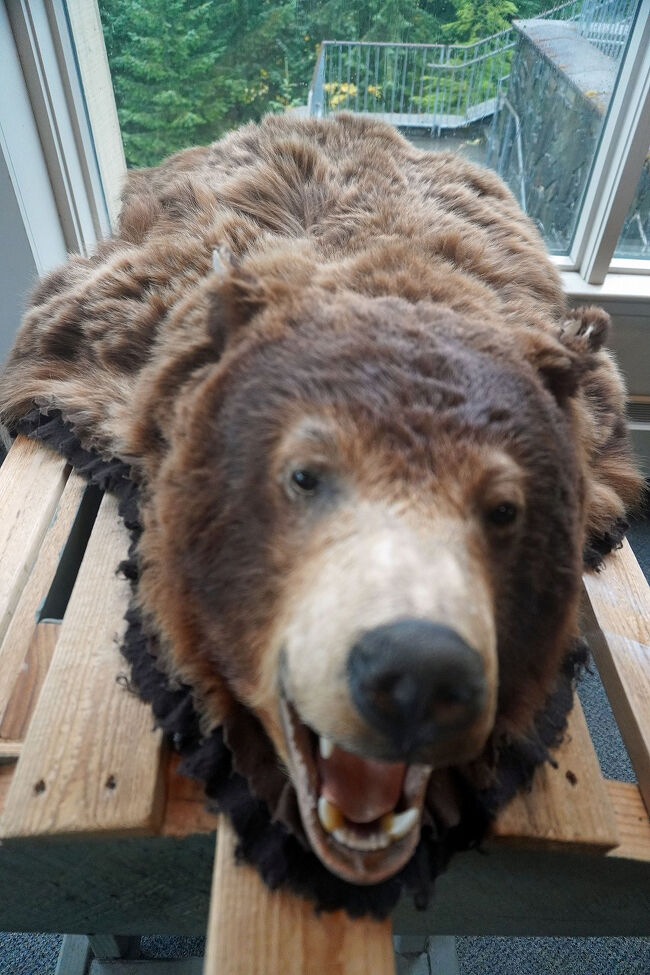 無造作に置かれたアメリカクロクマの毛皮。根なのに森の中では出会いたくないものです。