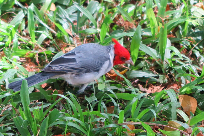 庭の芝生に鳥が！<br />近づいても逃げないのが不思議です