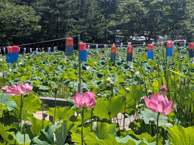 一柱門を抜けると、広大な蓮池が<br />昼であまり咲いてなかった、花のピークは過ぎていた