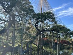 混まないうちに朝一で兼六園へ。