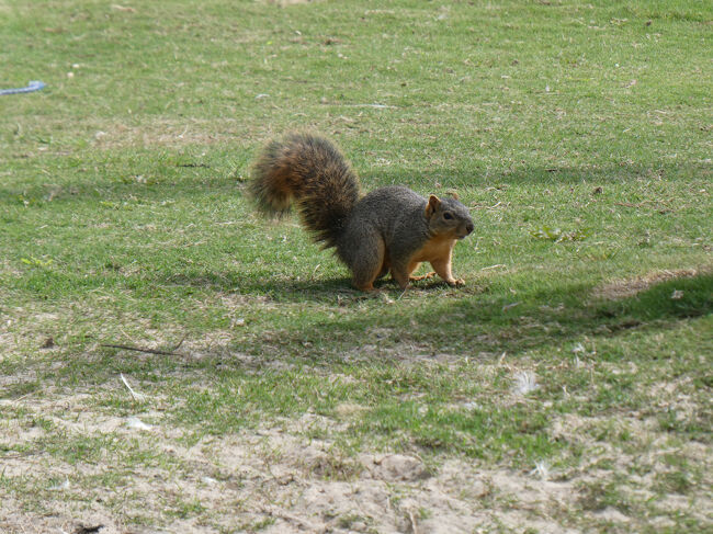 リスがいっぱいいました！