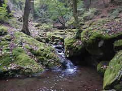 渓流を愛でながらの森散歩