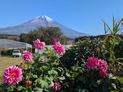 道沿いにダリア？が結構咲いていました