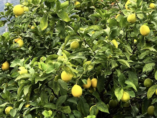 ここはレモン谷