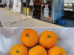 伊豆高原から横浜方面に帰る途中で、3月の真鶴旅の時に宿のご主人に教えてもらった「JAかながわ西湘 真鶴駅前支店」の農産物直売所に立ち寄ってみました。
お昼過ぎだったのでもうあまり商品が残っていなかったけど、温州ミカンと大根を買いました。
温州ミカンは小粒で酸味はありますが、味が濃くておいしいミカンでした。