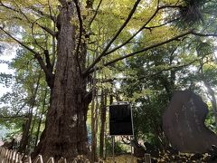 親水公園から階段で王子神社へ向かう。大きなイチョウは綺麗に色づいていた。
