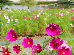 　コスモス・ピンクと赤系が何とも言えません。