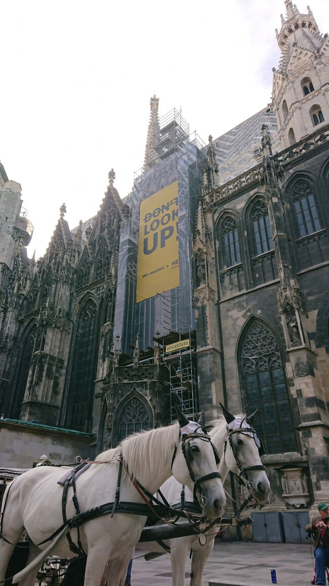 白馬かっこいいですね～