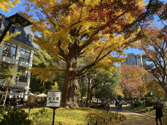 松本楼周りも葉が色づいていました。