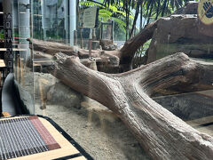 帰りにホテル内のレストランで遅いお昼を食べることに。
１４時くらいだったかな。
茨城県民だとわかるかもしれないんだけど、メヒコか!
的な感じで、たくさん動物がいてガラス越しにみながら食事できるレストランでした。