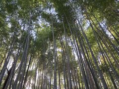 天龍寺敷地内の自然の傾斜に沿って作られた苑路を通り、北門を抜けると観光名所の竹林の径に出てきました・・←ご長老の後を付いて行っただけ・・

常寂光寺、落柿舎などへ通じる嵯峨野竹林の小径・・青々とした竹林が頭上を覆い隠すように生い茂る小径で、京都を代表する観光スポット