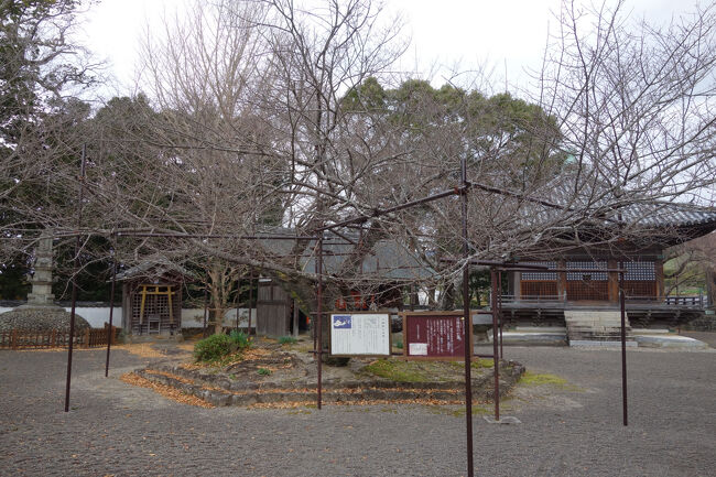 境内に生えている大きな桜の木は、入相桜と呼ばれています。<br />江戸時代の時点で三十三本の支柱で支えられた大木だったそうですが、昭和初期の台風により、樹齢数百年の桜は倒壊してしまいました。<br />現在は二代目の桜となりますが、初代が倒れた後、根元から自生した桜なので初代と同じ個体ですね。