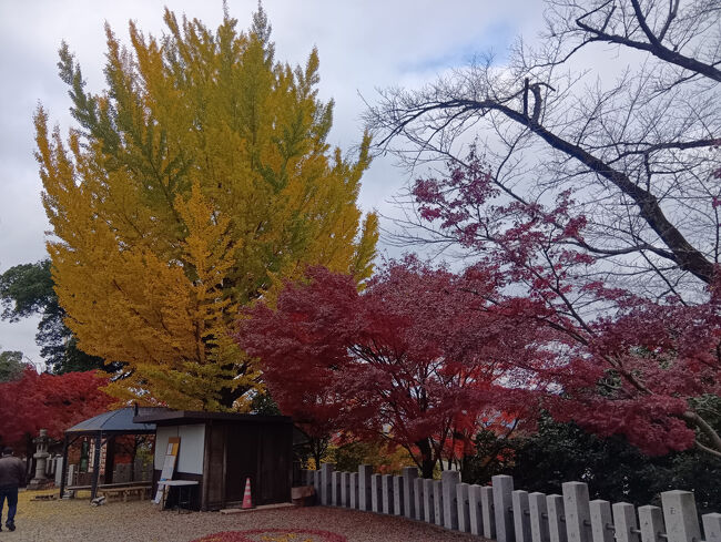 駐車場と同じ高台（階）に境内があります。一部散ってしまっている木がありますが、写真のように真っ赤な紅葉と真っ黄色のイチョウが立っています。両方とも艶やかでコントラストが実に美しいです！