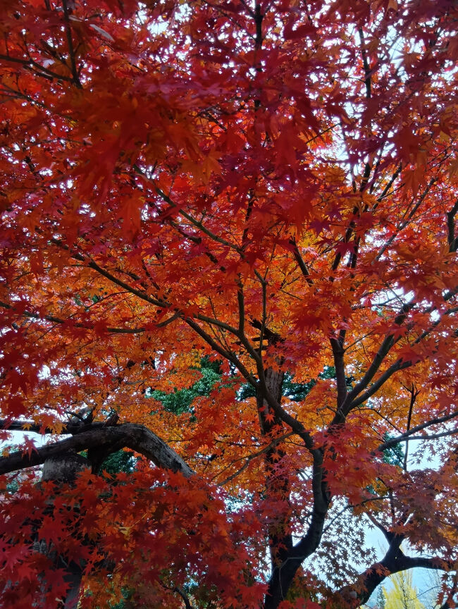 曇りで日が余り当たらないにもかかわらず、この異次元の真っ赤で密集している紅葉に驚嘆します！
