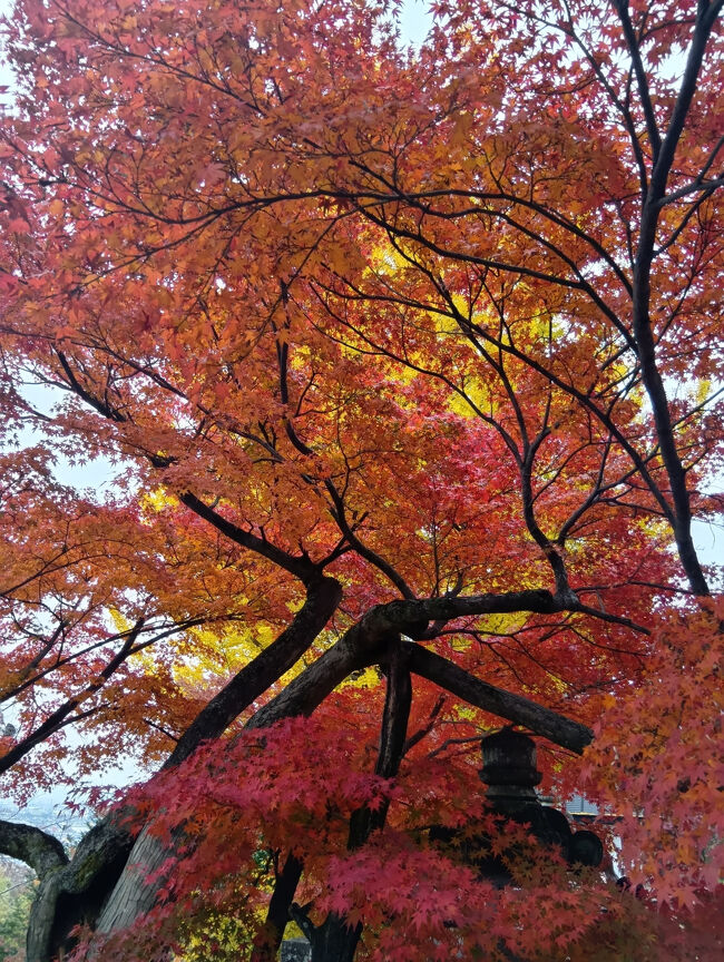 このアングルからも信じられないほど美しい紅葉です！