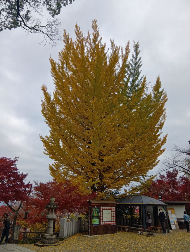 先ほどと反対側から艶やかで壮大なイチョウを撮影します。
