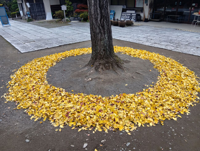 イチョウの木の下を見ると、散ったイチョウの葉がこんなに綺麗に配置されています。