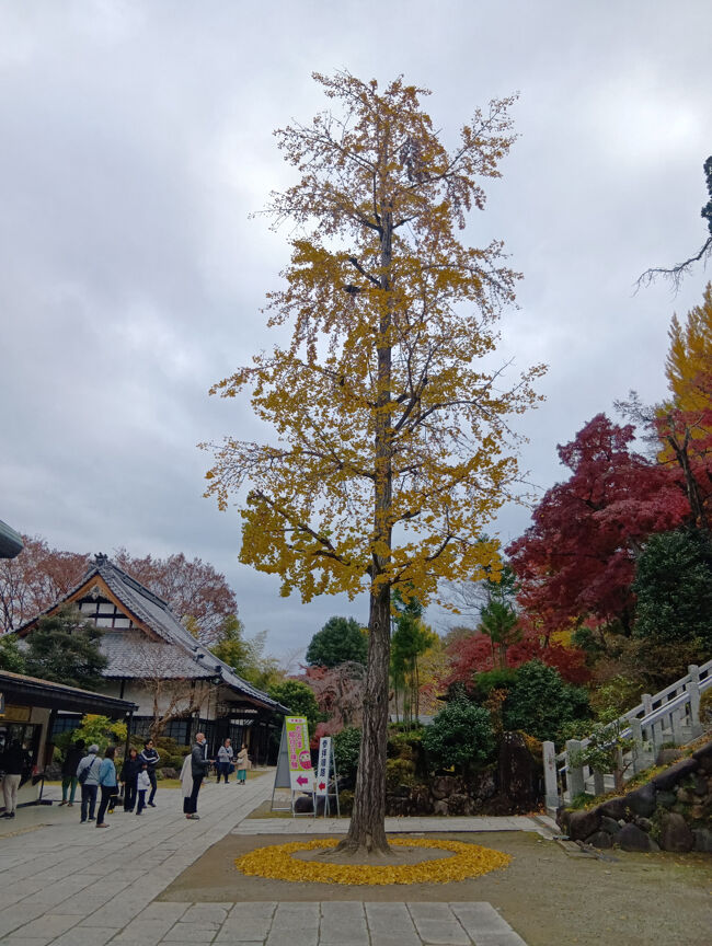 多くが散ってしまっているイチョウと赤色の紅葉および寺社などのコラボ、まるで絵葉書にも使われるような美しい光景です！