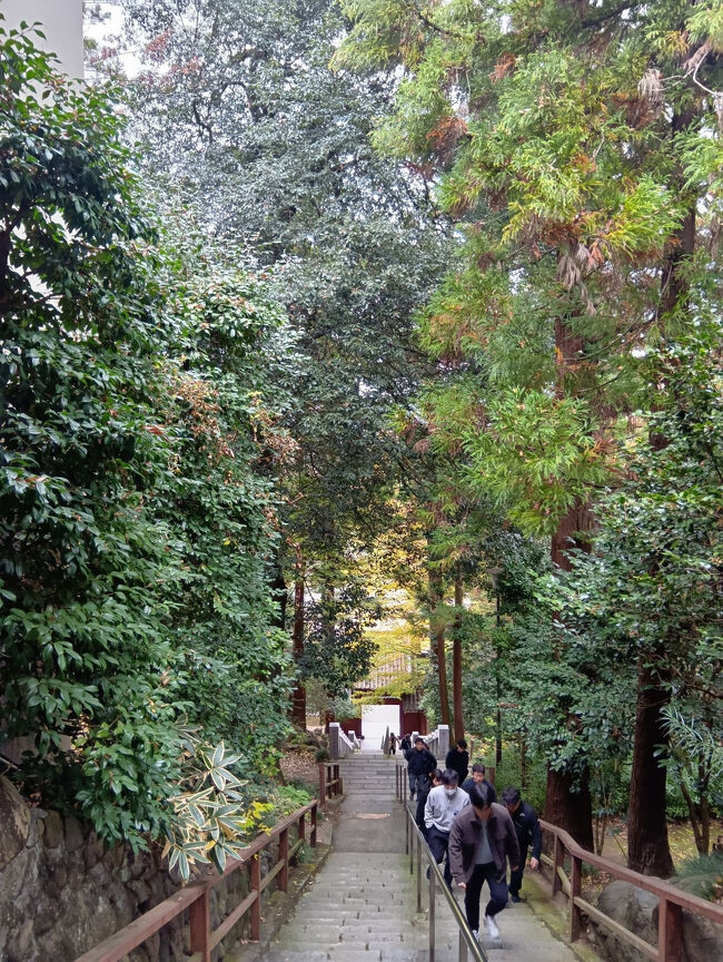 さらに急で長い階段があります。手前の方はマツや杉の木で緑のままです。