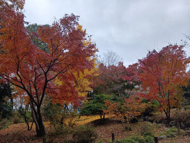 総門の手前の（多分）右側に別世界のような背の低い真っ赤な紅葉木々が現れます！絵葉書にも使われるような美しい光景に絶句します！