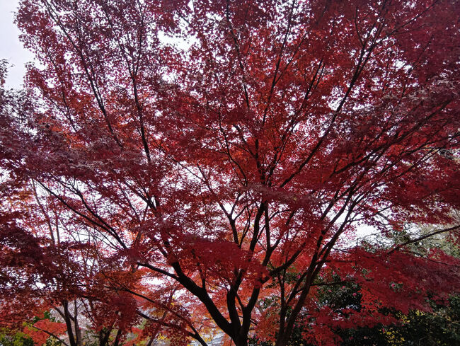 曇り空ながらも真っ赤でとてつもなく艶やかで美しい紅葉です！