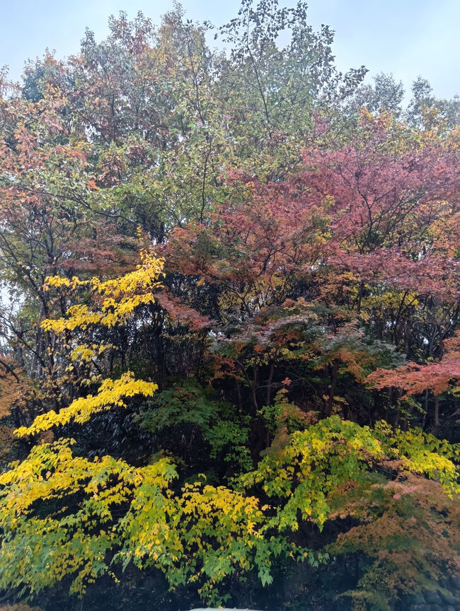 園内に入る前に紅葉の目の前に近づいて眺めてしまいます。3色の艶やかな美しい紅葉に超感動します！