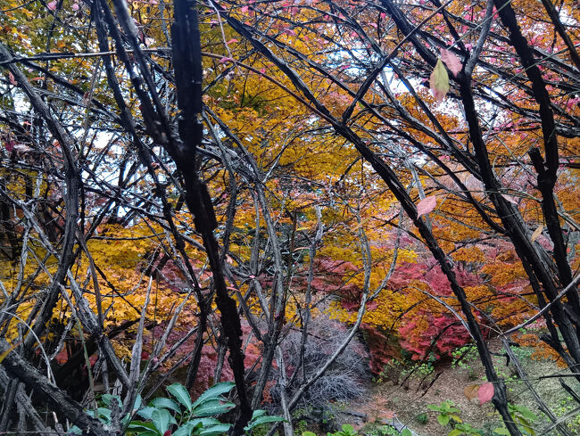入口は高台にあり庭園はかなり下にあります。高台の紅葉、異次元の艶やかで美しい光景に絶句します！