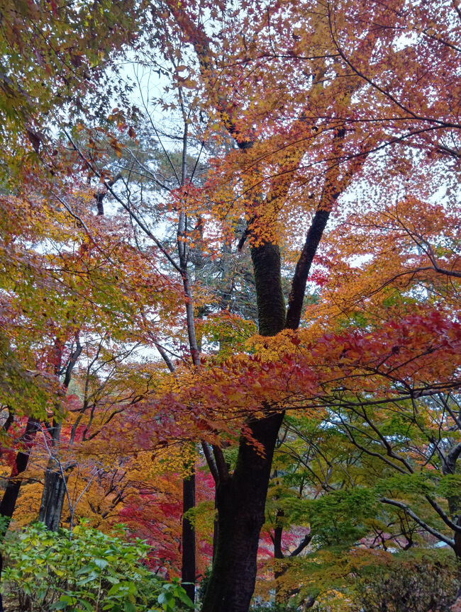 まるで森林の中のような紅葉で、とても庭園の一部とは思えないほど広大です！そして別世界のような赤、オレンジ色の美し過ぎる紅葉です！