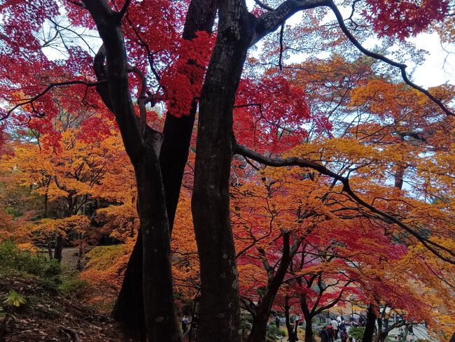今朝から先ほどまでどんより曇り空でしたが、少し青空が出てきたようです。そしてこの信じられないほど濃く艶やかな赤、オレンジ色の紅葉！想像以上の美しさです！
