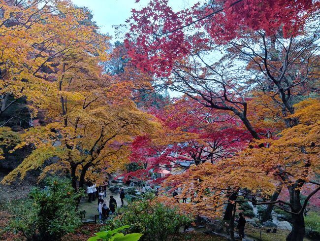 少し開放部があるスポットです。まさにパンフレットにも使われるような異次元の美しい紅葉！何の言葉も出ません！