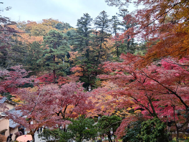 高台から建物が見えてきました。赤、オレンジ、黄色、緑と４色もの艶やかな紅葉はまさに絶景！絶句です！