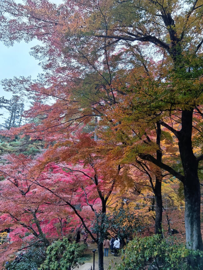 階段を下ります。もちろん少し下っては別世界のような信じられない美し過ぎる紅葉を撮影してしまいます！