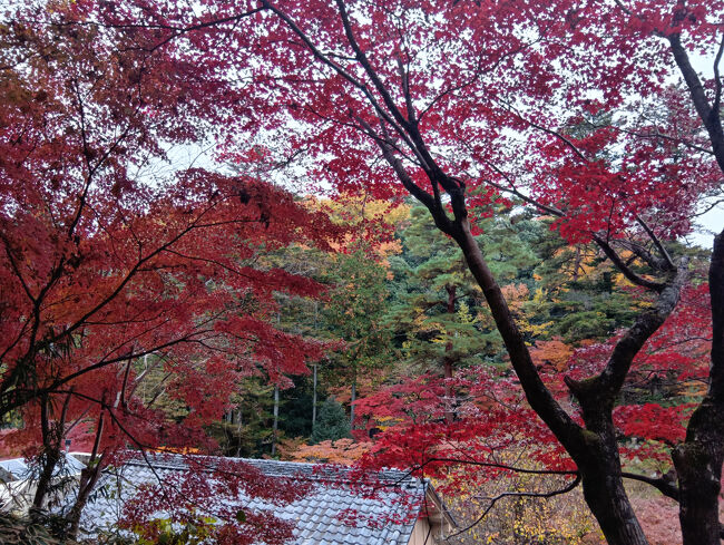 この濃い赤く艶やかな葉！間近で見ると信じられないような美しさです！