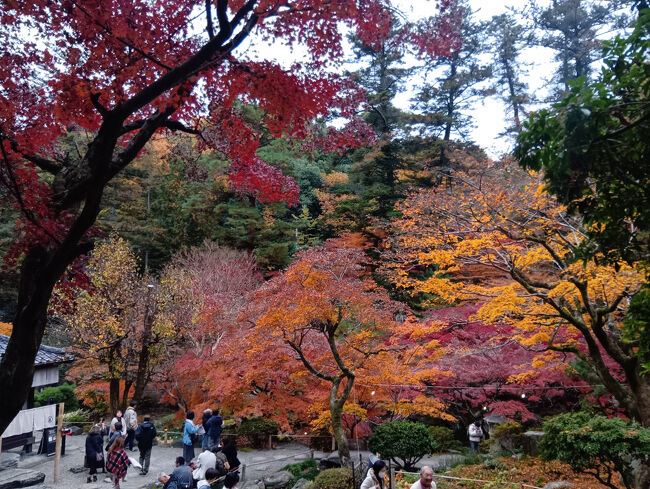 それにしても予想以上の美しい徳明園の紅葉に驚嘆します！