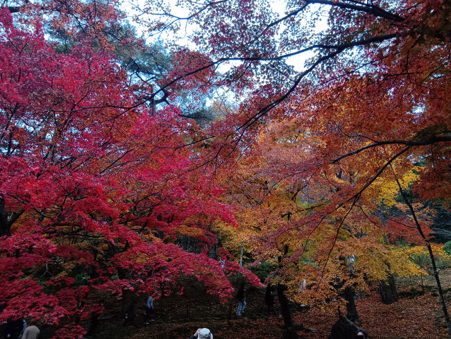 群馬の紅葉といえば山の紅葉ばかりと思われがちですが、庭園やその周囲も信じられない美しい紅葉が見られますね！特に今日はまさにピーク状態で最高のコンディションです！