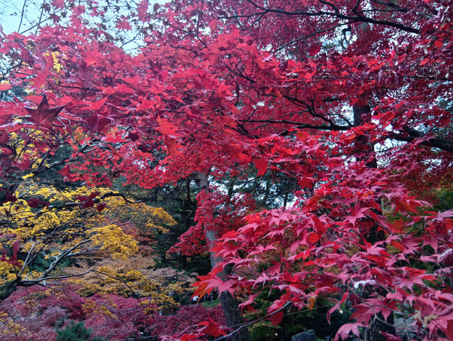 それにしても至る所のスポットで濃く艶やかすぎる紅葉が見られます！庭園としては大変貴重でしょうか！圧倒されます！