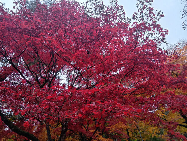 本当に真っ赤な紅葉が多い庭園で感嘆します！