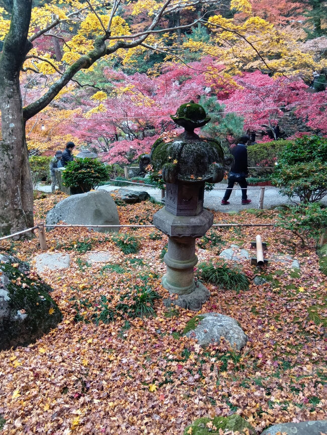 石塔と石塔の頭に赤、黄色の艶やかな紅葉が垂れ下がっています。こんな光景、大変珍しく信じられないほど見事な光景です！