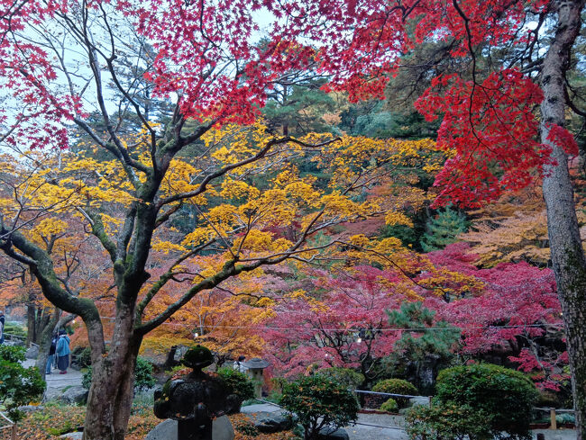 下って来た階段とは別の階段を上がります。同じような紅葉風景ですが、あまりにもの艶やかなので撮影してしまいます！今日のこの庭園の紅葉は別格です！