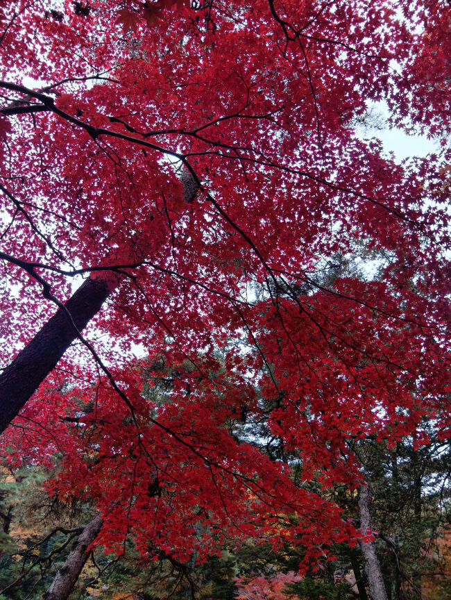 何度も書いてしまいいます。何という別世界のような異次元の美しい真っ赤な紅葉でそうか！しかもとても背の高い木の真っ赤な紅葉です！絵の世界のような絶景に何の言葉も出ません！