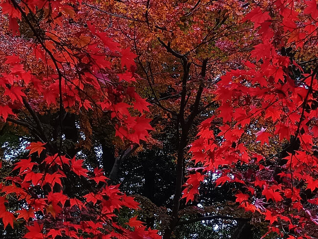 これも別世界にいるような美し過ぎる紅葉です！中々見られないような気がします！